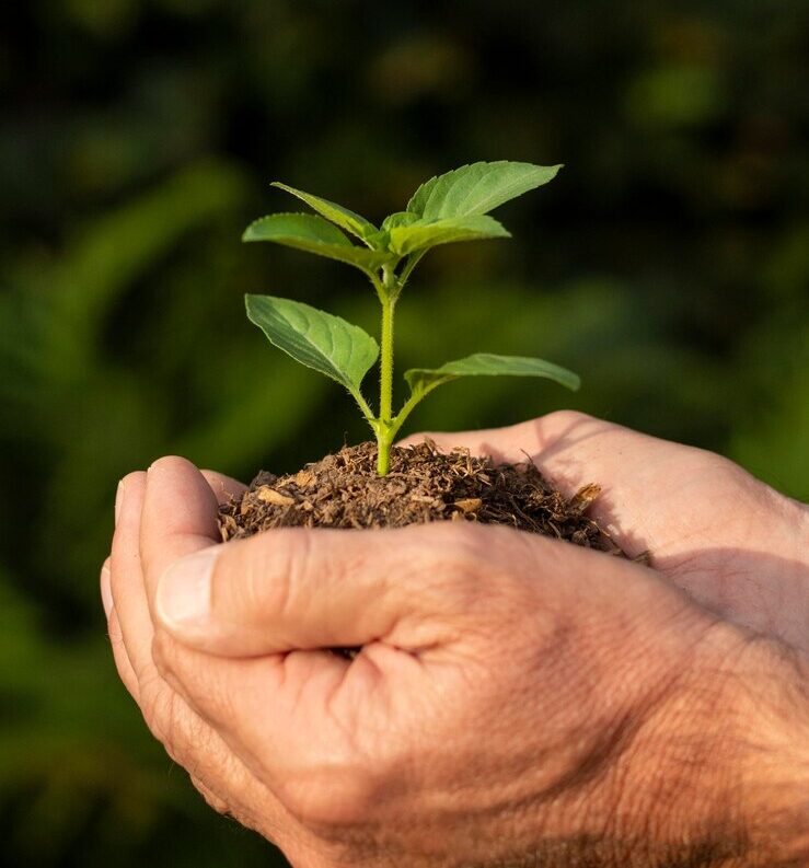 close-up-soil-sprout